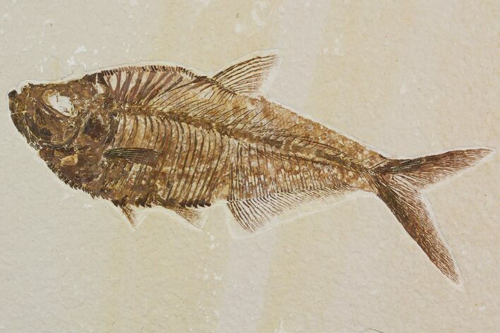 Detailed, Diplomystus Fossil Fish - Wyoming #92899